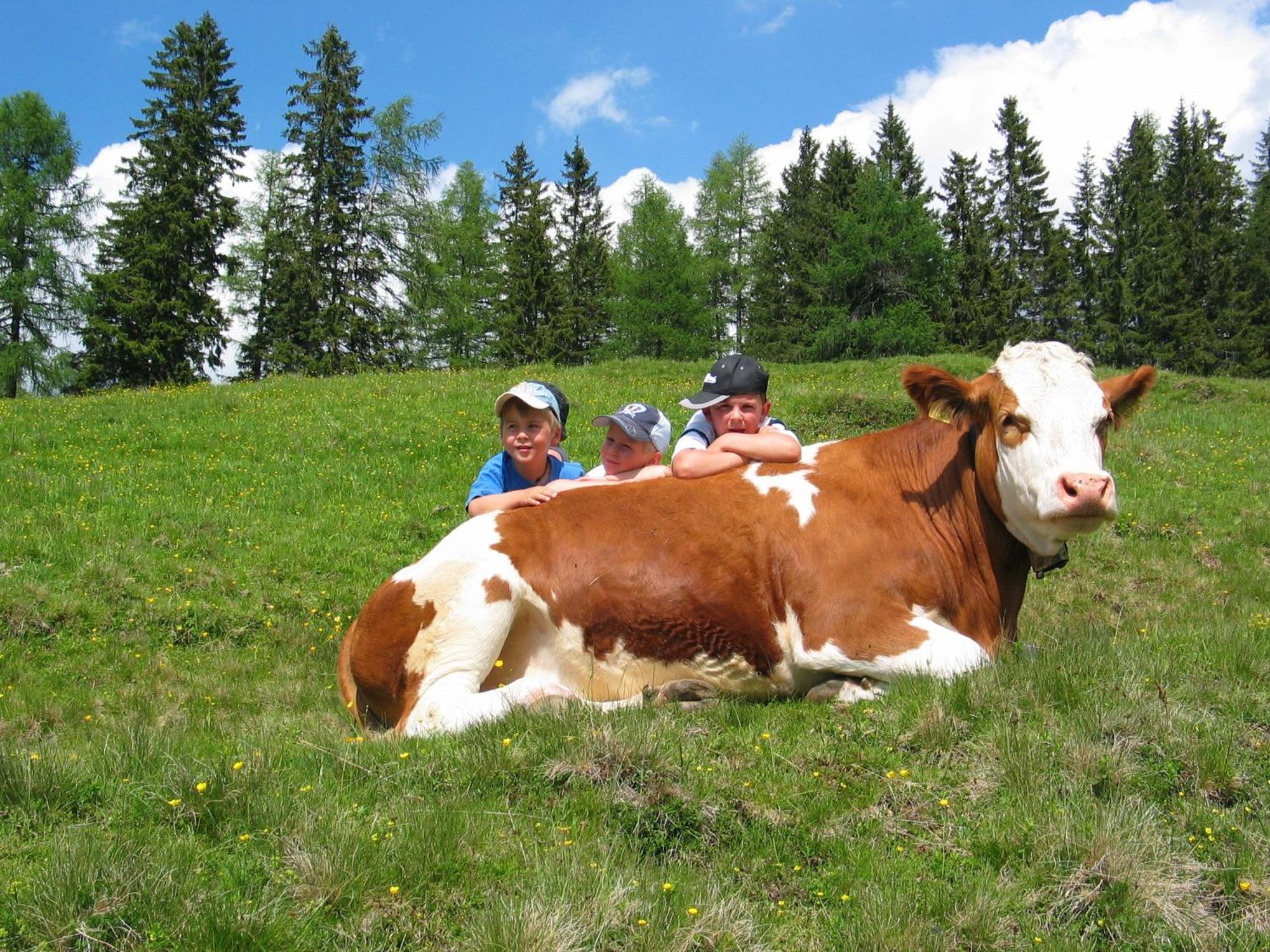 Sportbauernhof - Gasthaus Hochalmblick Krems in Kaernten Exteriör bild